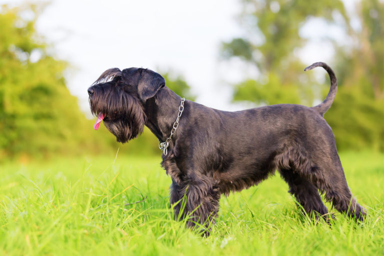 Schnauzer med siden til på græs