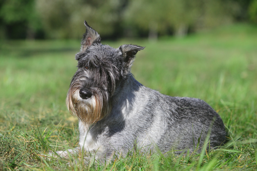 Schnauzer ligger på græs