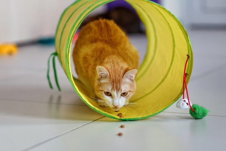 Katte-agility i tunnel