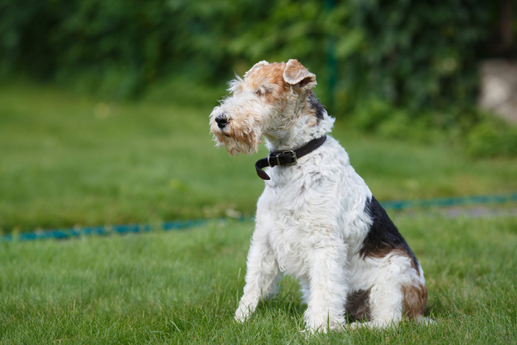 Ruhåret foxterrier på græsplæne