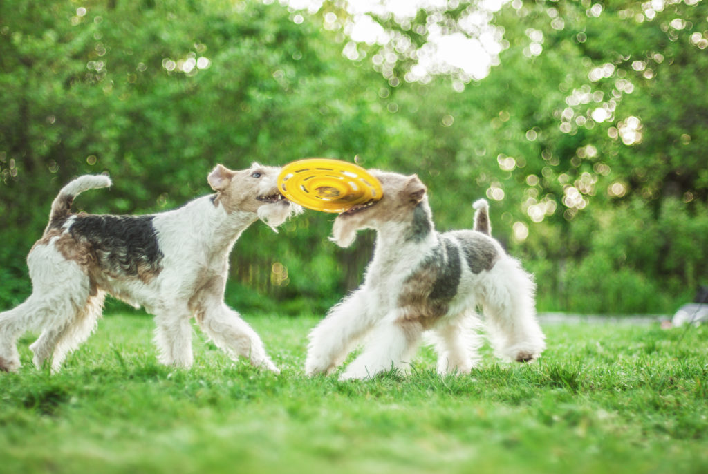 Ruhåret foxterrier leger med frisbee