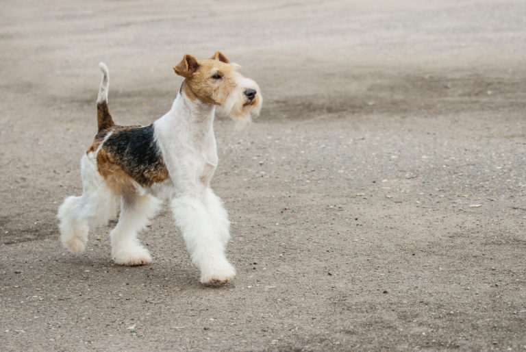 ung ruhåret foxterrier ung ruhåret foxterrier