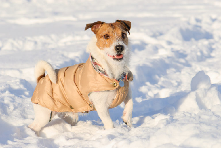 Hund i sne med hundejakke