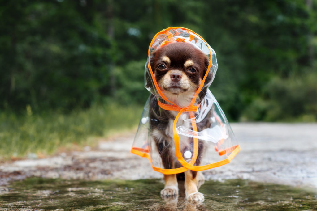 Hund med regnjakke til hunde Tøj med regnjakke til hunde