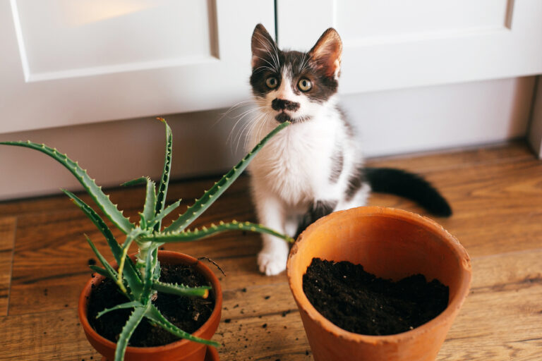 Kat tisser i potteplante