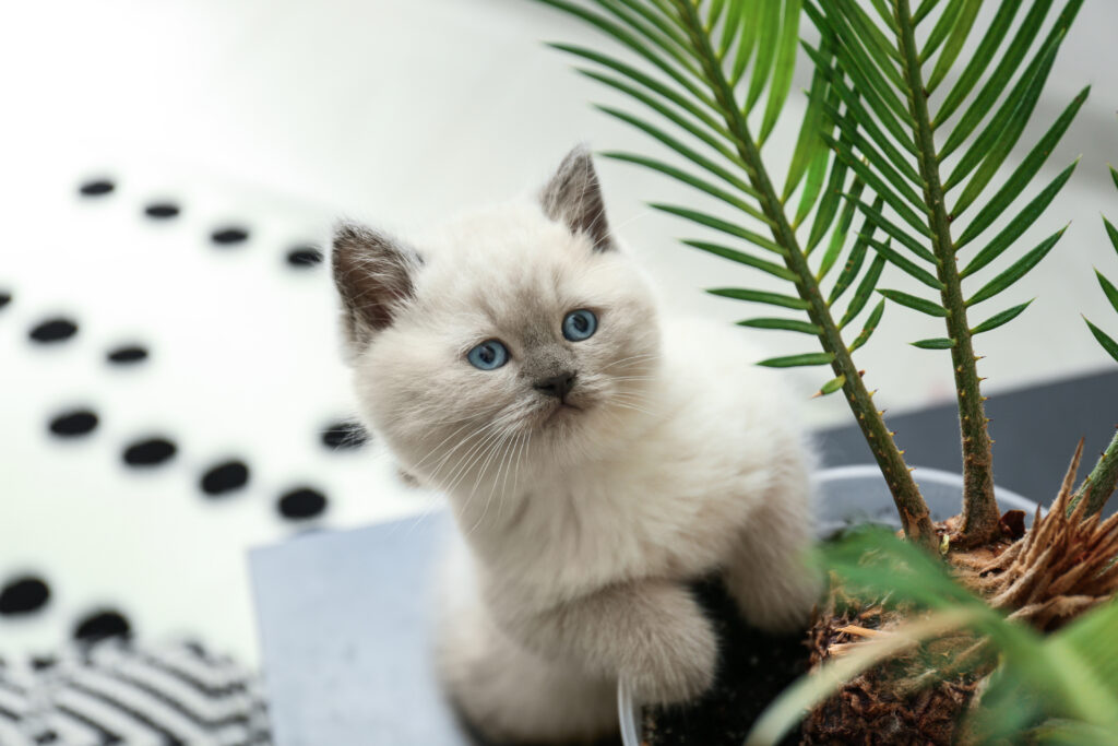 Kat tisser i stueplante Kat tisser i stueplante