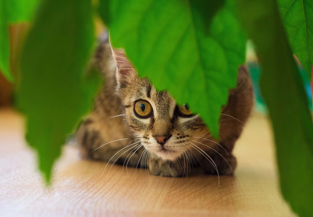 Katte tisser i potteplanter Katte tisser i potteplanter