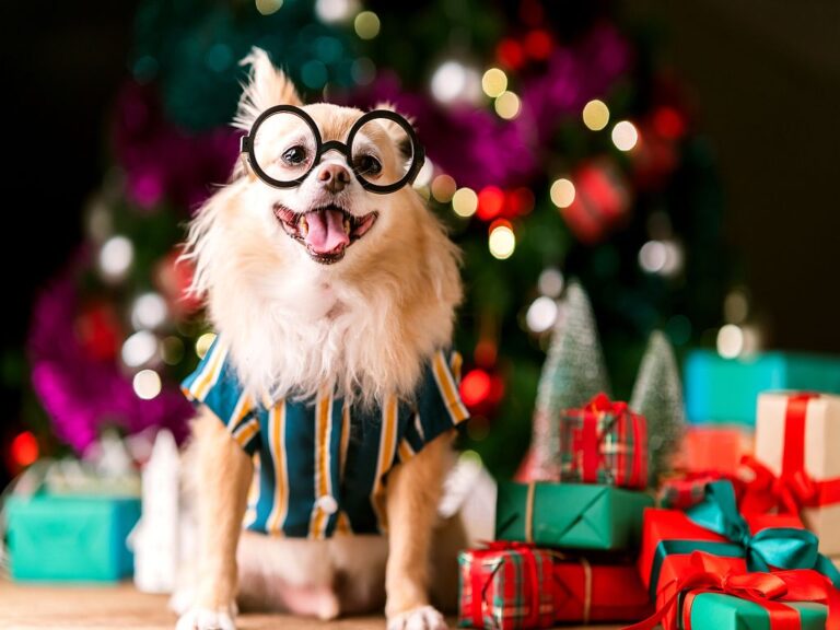 Hund med mange julegaver