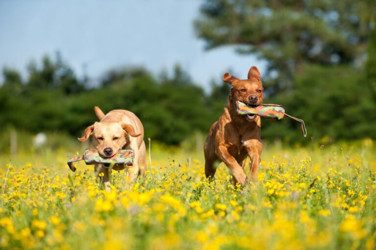 Zwei Hunde apportieren Futterbeutel