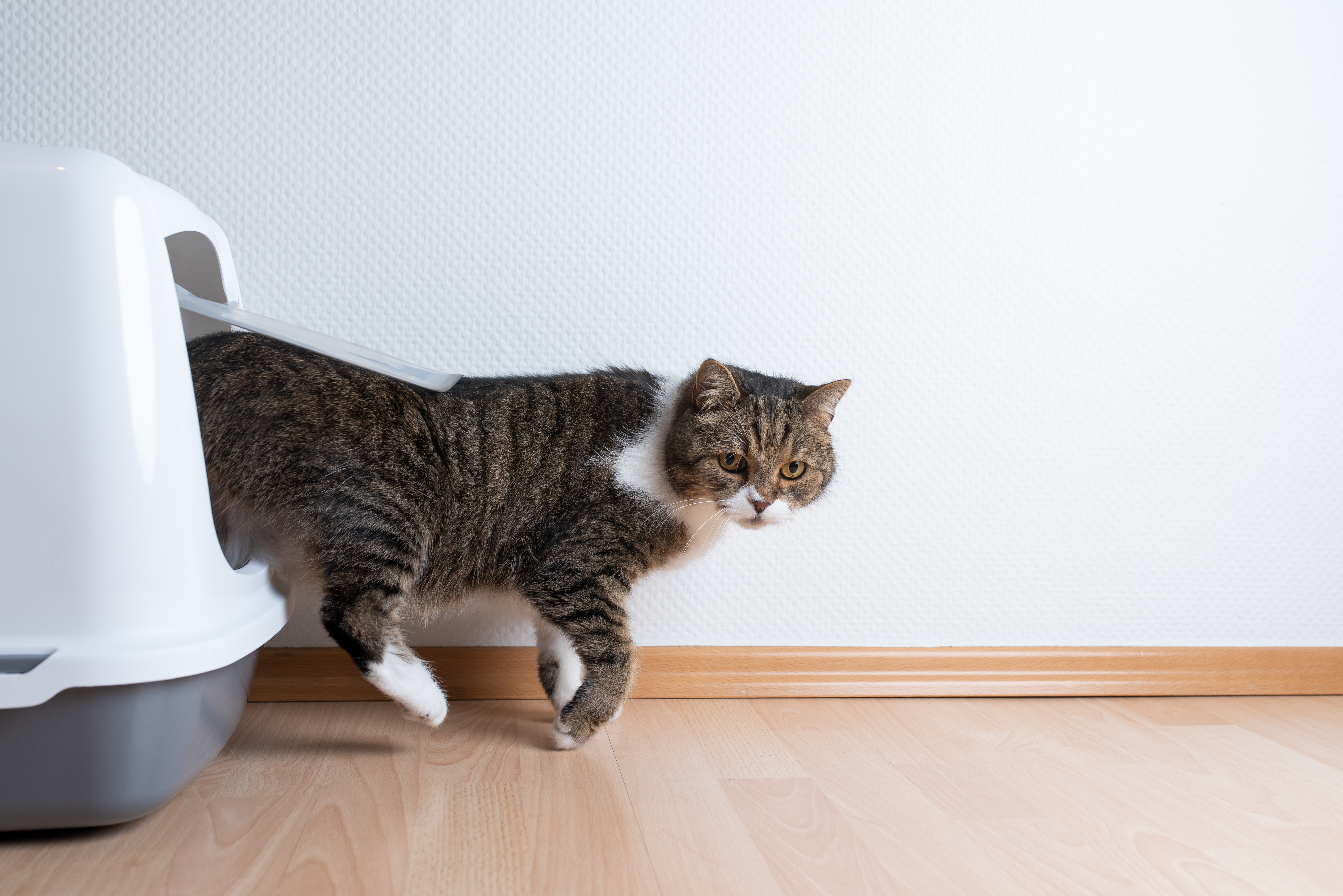 Blærebetændelse (cystitis) hos katte | zooplus