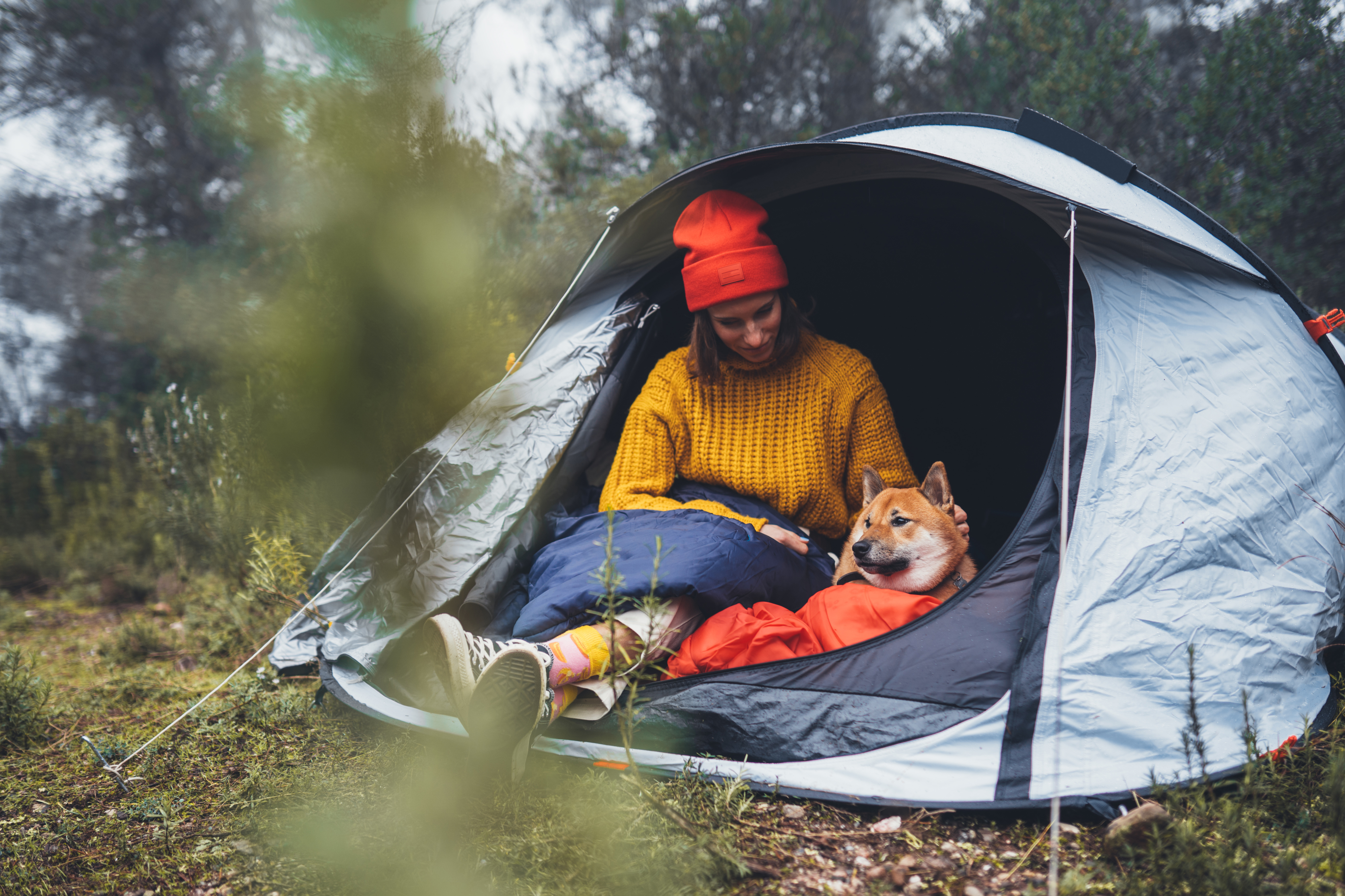 lufthavn Robust kommentar Camping med hund - tips og tjekliste | zooplus hundemagasinet