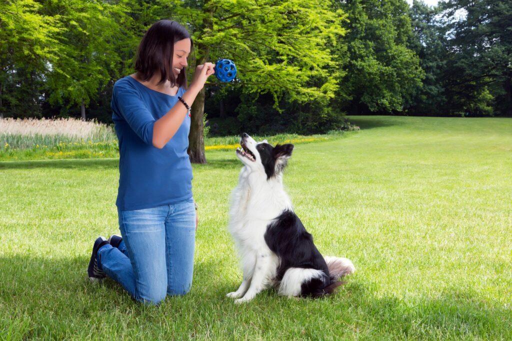 hunden apportieren beibringen