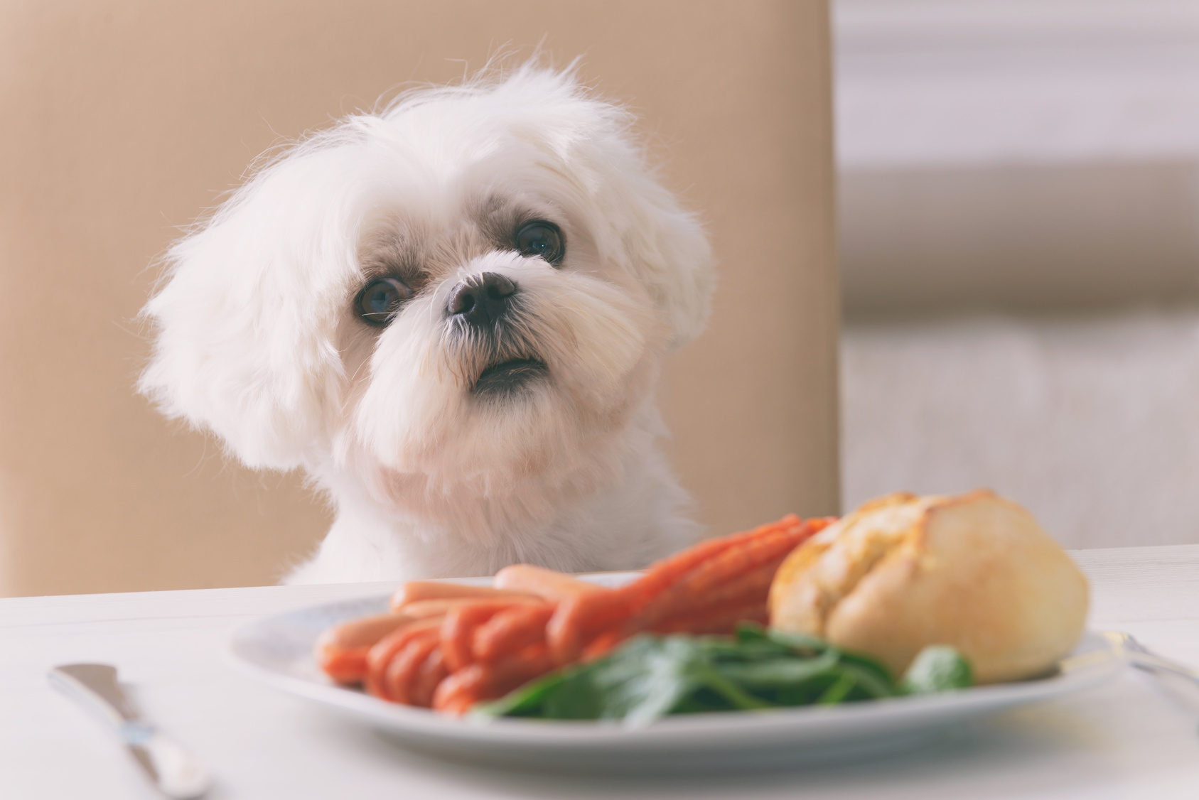 Fødevarer ikke er tiltænkt hunde | zooplus hundemagasinet