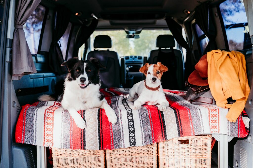 border collie jack russell campervan