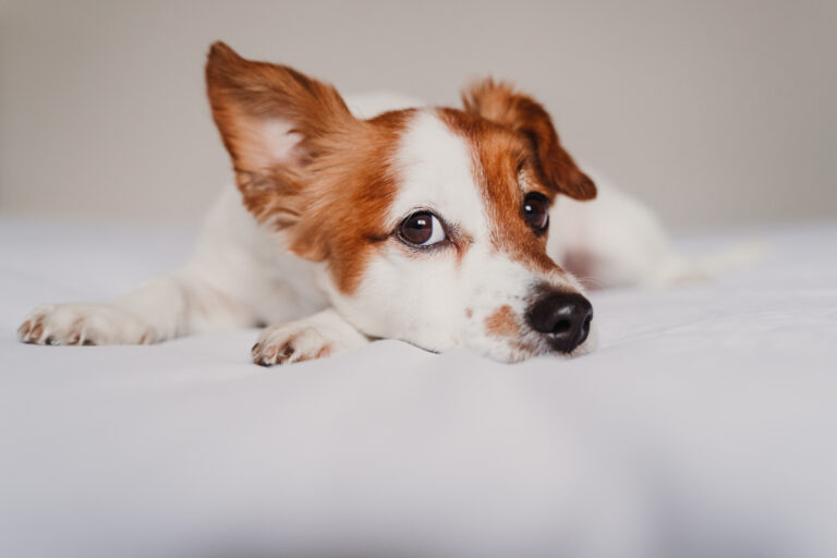 Coronavirus hos hunde