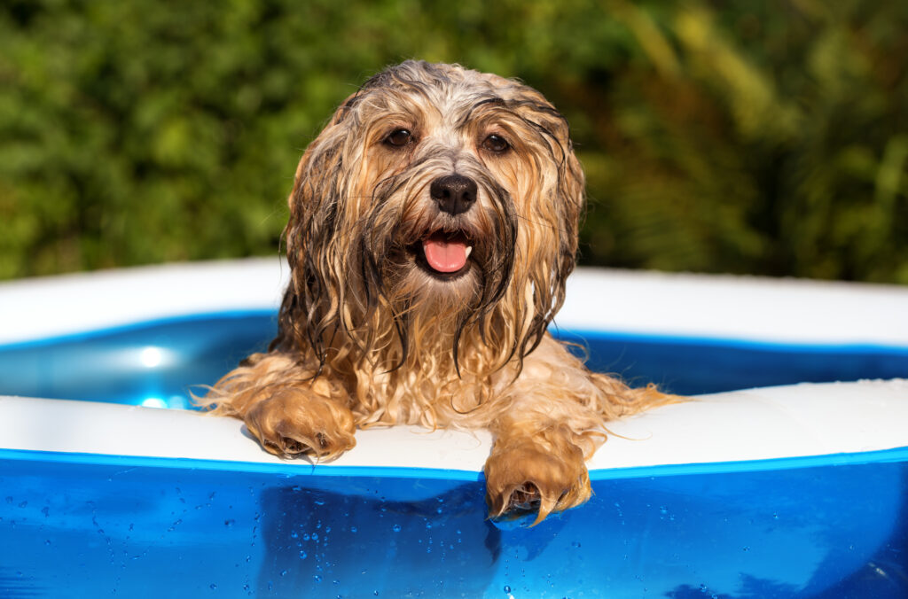 strimmel Betydelig Efternavn Hundesvømning - sjov, afkøling og mere | zooplus hundemagasinet