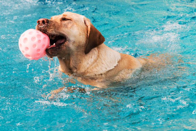 labrador im schwimmbad 2