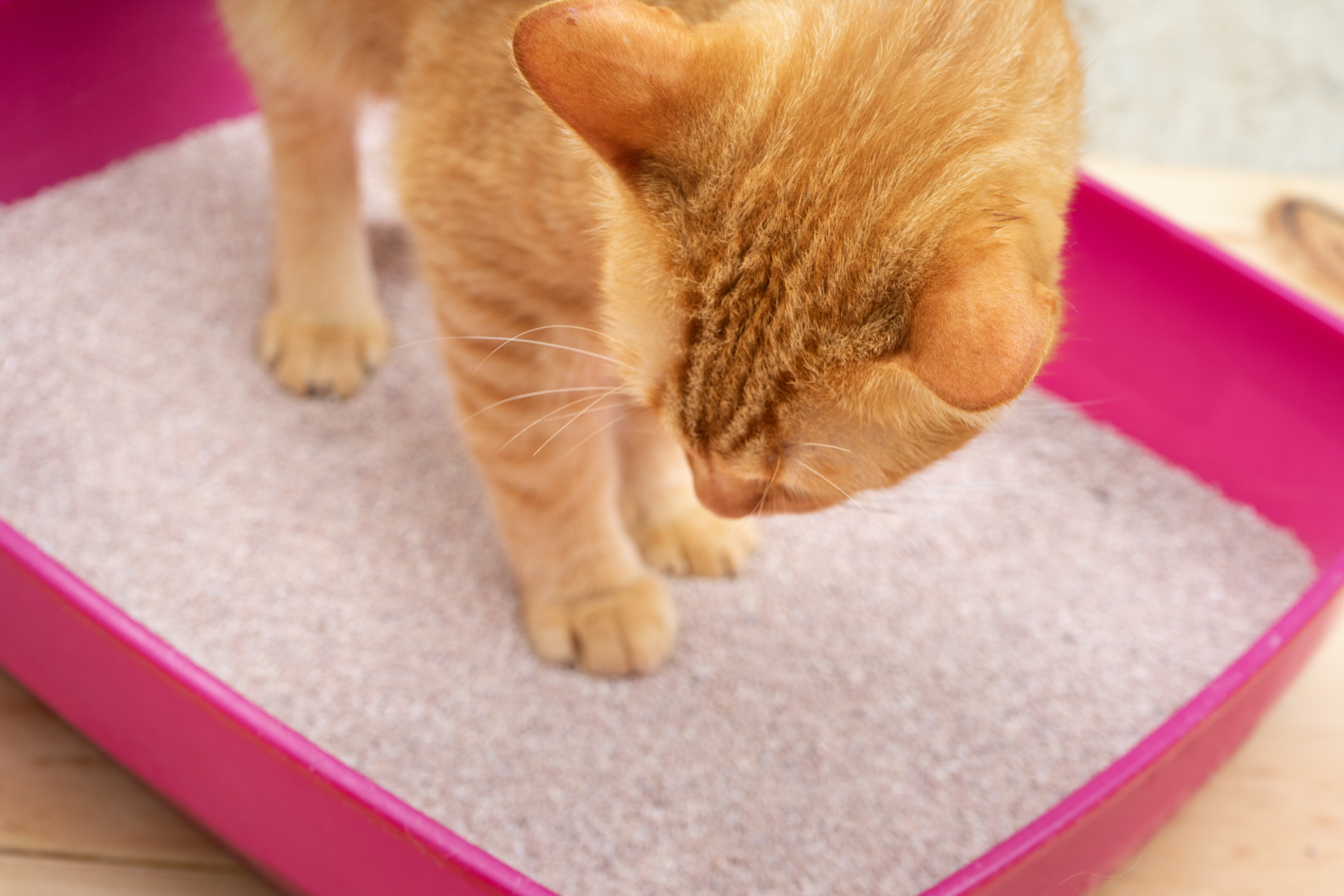 Bedøvelsesmiddel gavnlig Predictor Kattebakke eller kattetoilet med hus | zooplus kattemagasin