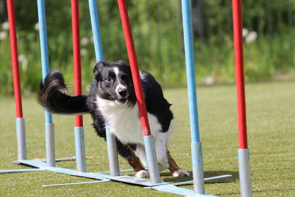 Border Collie hund løber parcour