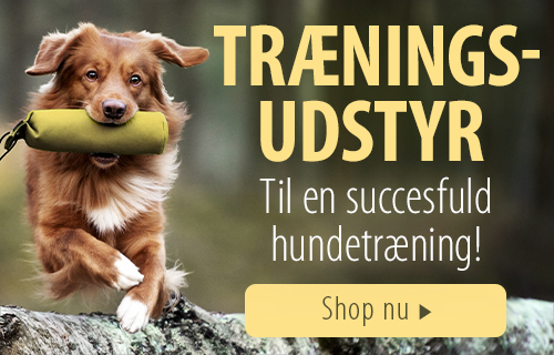 Træningsudstyr til en succesfuld hundetræning