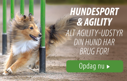 Hund udøver hundesport med agility udstyr