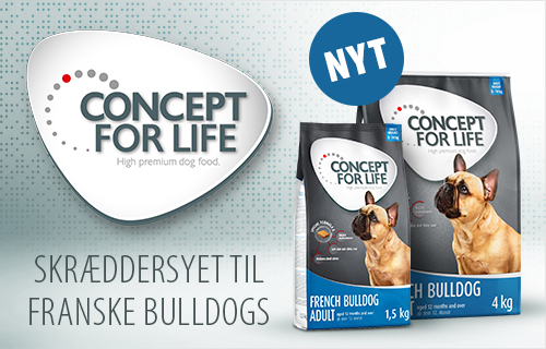 concept for life fransk bulldog