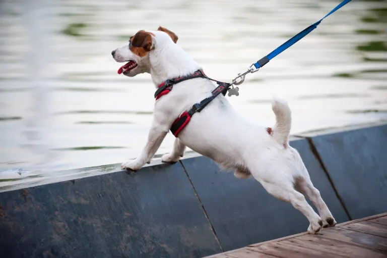 hundesele eller hundehalsbånd