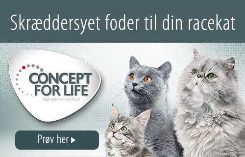 Concept for Life Racekat Katte