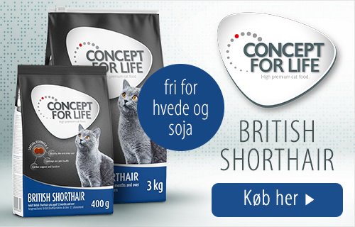 Concept For Life British Shorthair kattemad