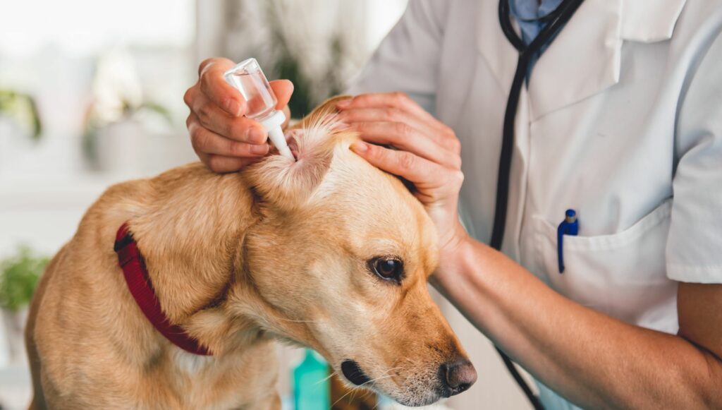 dyrelæge ørerens hundeører dyrelæge ørerens hundeører