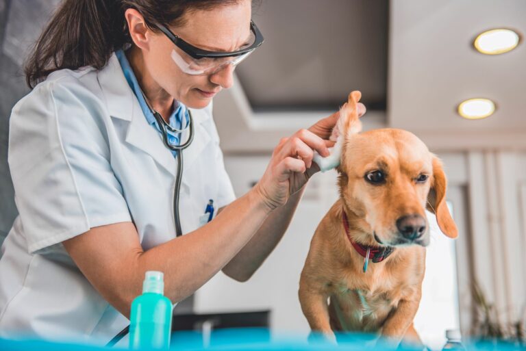 Advarsel svinekød give Rens af hundeører: praktiske tips til hjemmet | zooplus hundemagasinet