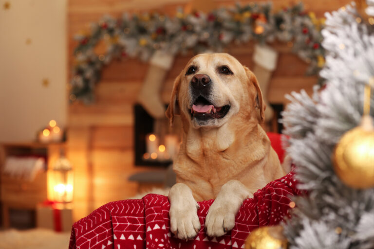 Sød hund på sofa i værelse dekoreret til jul. Yndig kæledyr