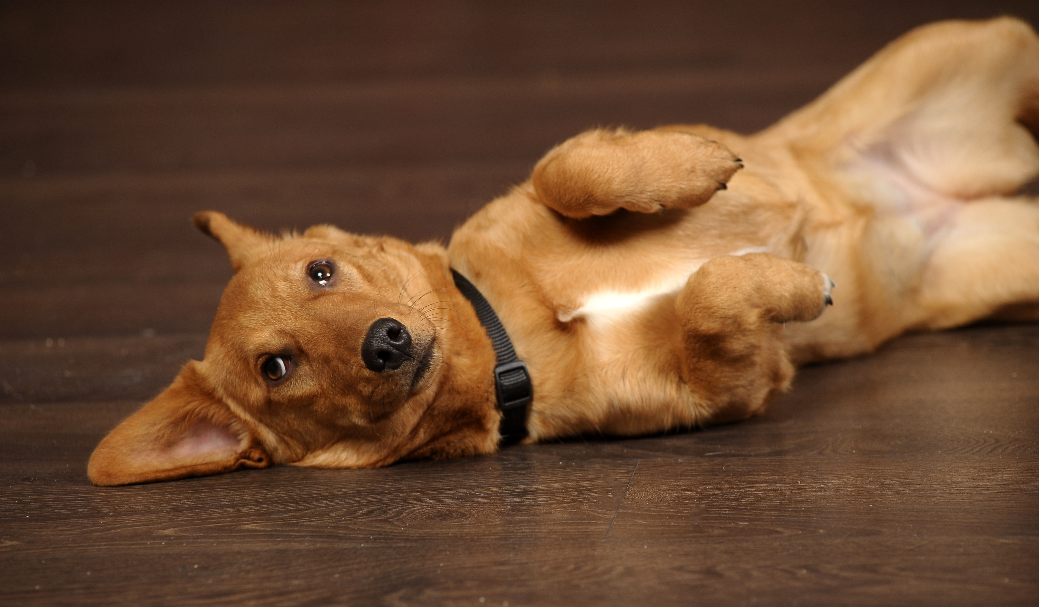 Barnlig At bidrage tankevækkende Hunde med luft i maven (flatulens) | zooplus hundemagasinet