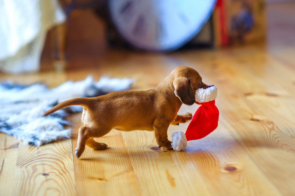en lille hvalp løber rundt i huset med en julemanden hat i tænderne.
