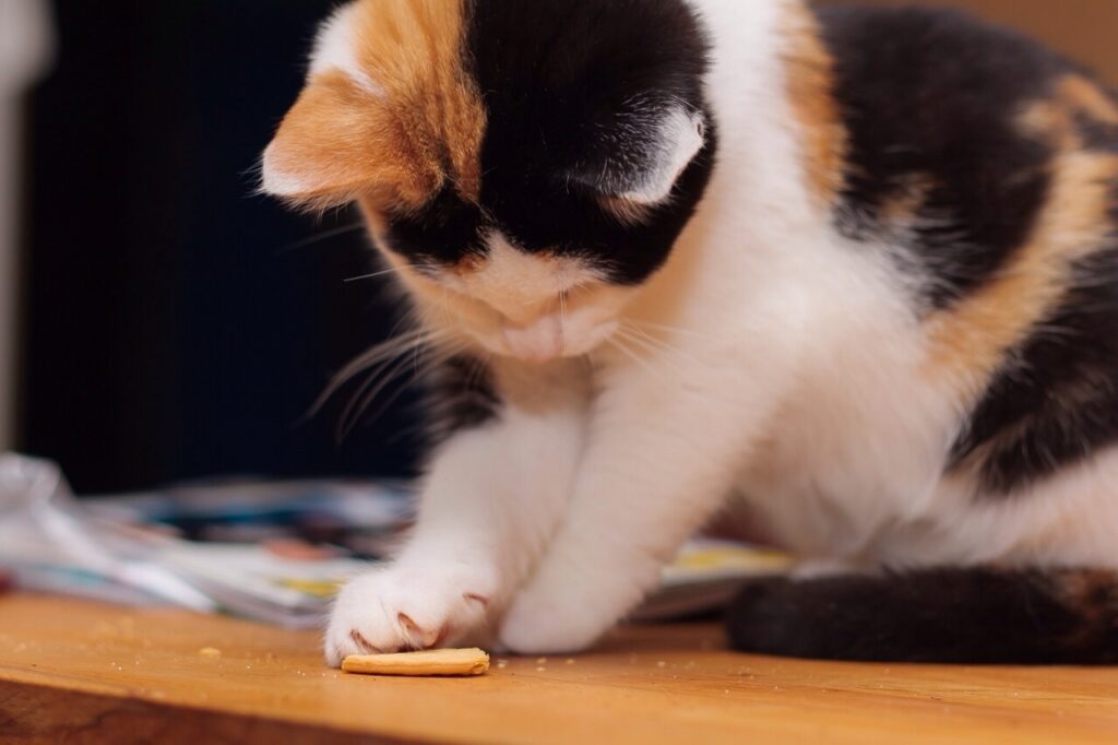 kat spiser en kattekiks kat spiser en kattekiks