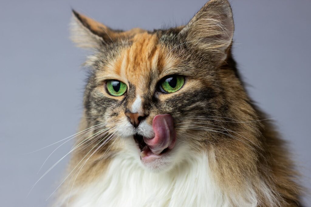 kat spiser kiks kat spiser kiks