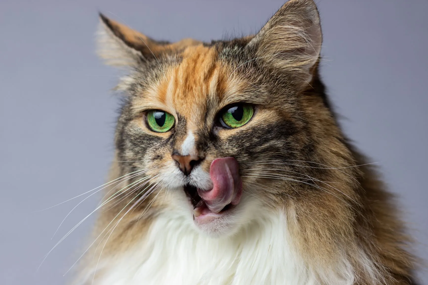kat spiser kiks