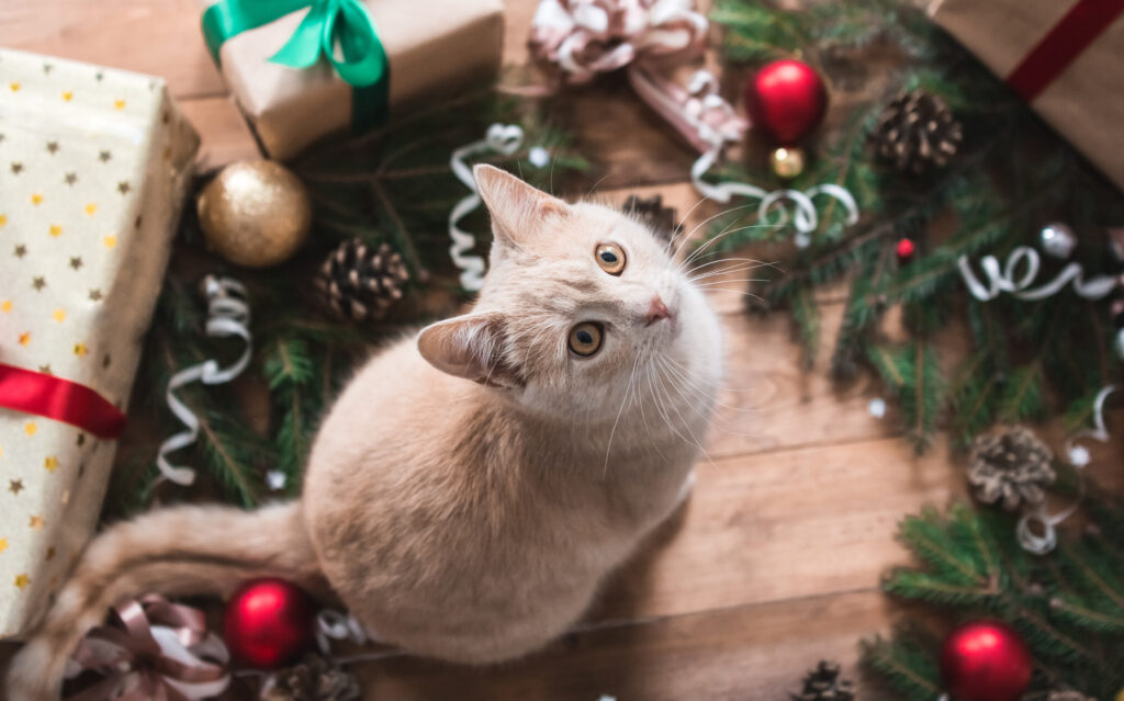 en kat i julegave? en kat i julegave?