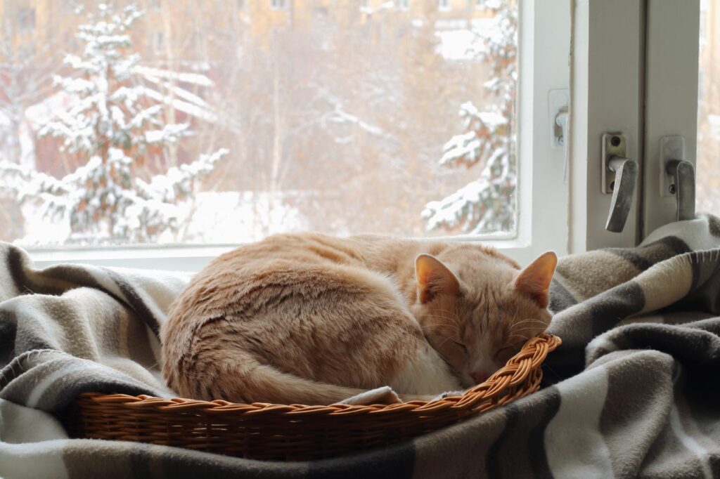 Katte vinteren: Tips til den kolde tid | Til katteejeren zooplus