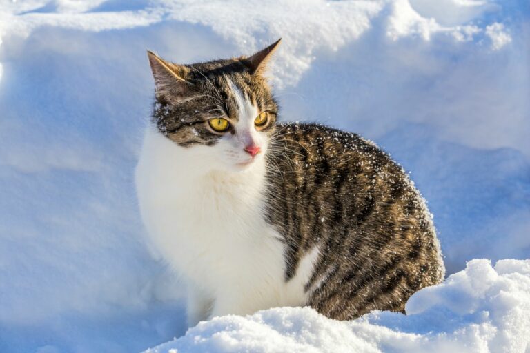 Jeg regner med Bonus pulver Katte om vinteren: Tips til den kolde tid | Til katteejeren zooplus Magasin