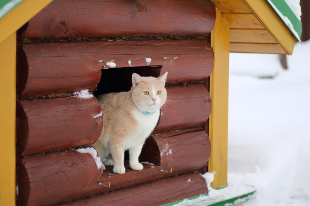 Hurtig Styring At bygge Katte om vinteren: Tips til den kolde tid | Til katteejeren zooplus Magazine