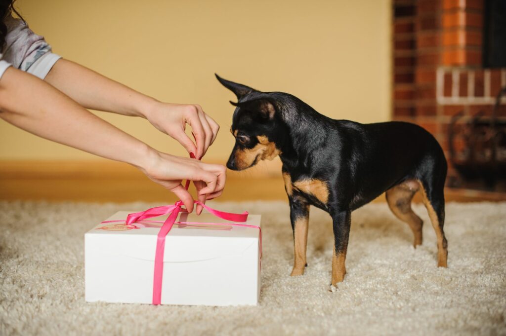 Hund venter på sin valentinsgave Hund får sin valentinsgave