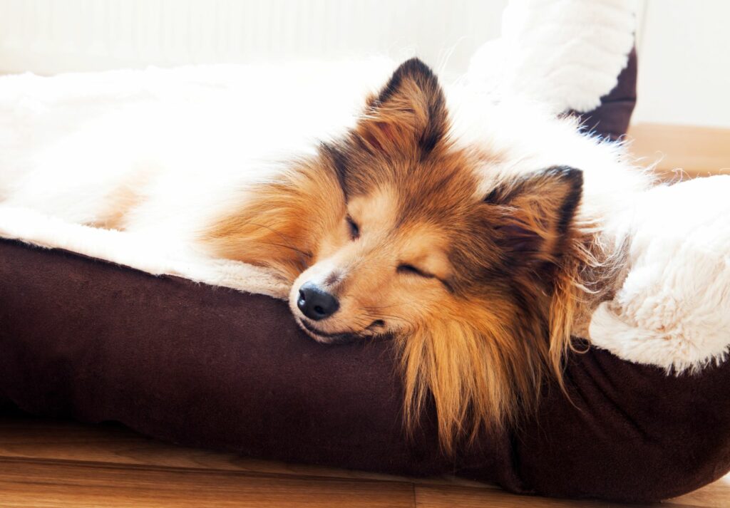Hund ligger i hyggelig hundeseng Hundeseng i valentinsgave