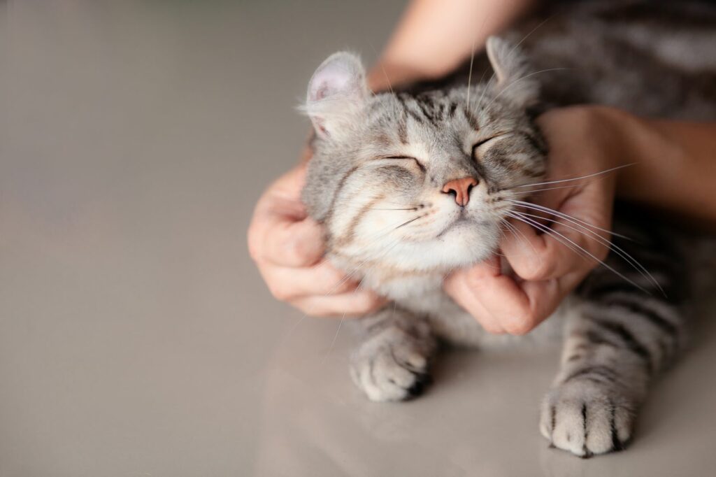Massage til din kat på valentinsdag