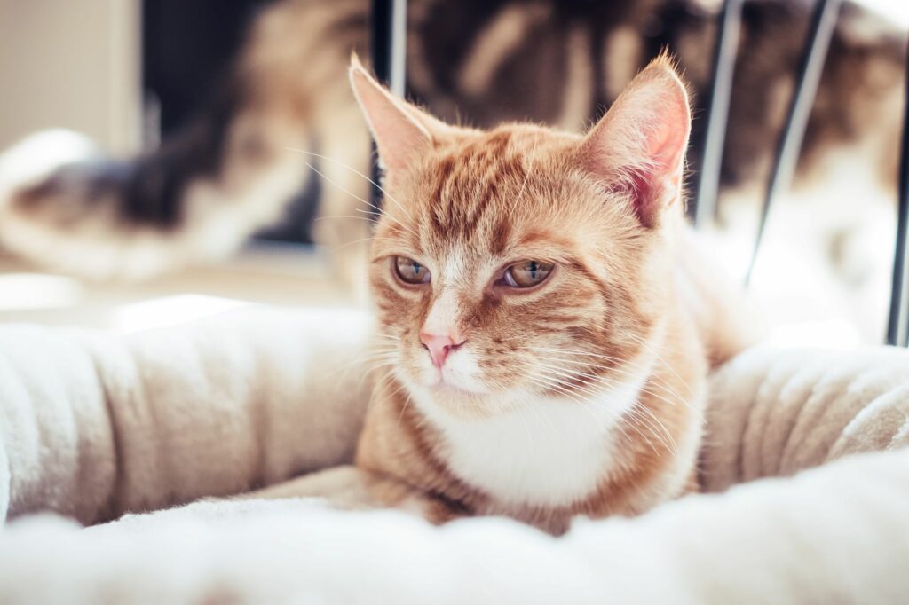 Kat ligger i hyggelig katteseng Kat i katteseng
