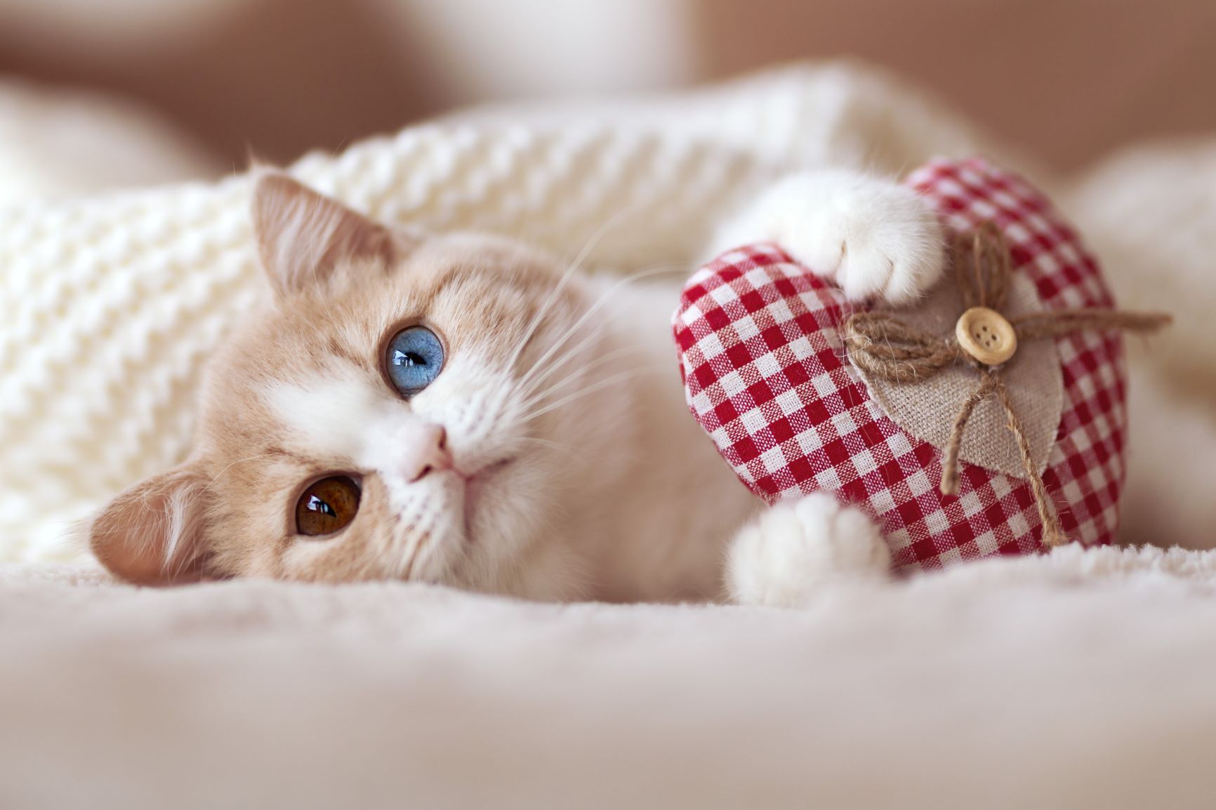 Valentinsdag for katte: tips til gaveideer | magasin