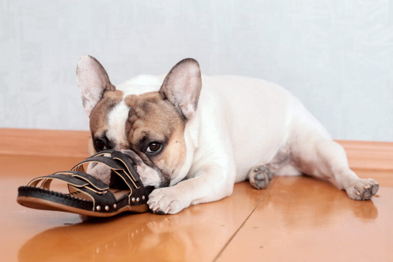 fransk bulldog gnaver i sko