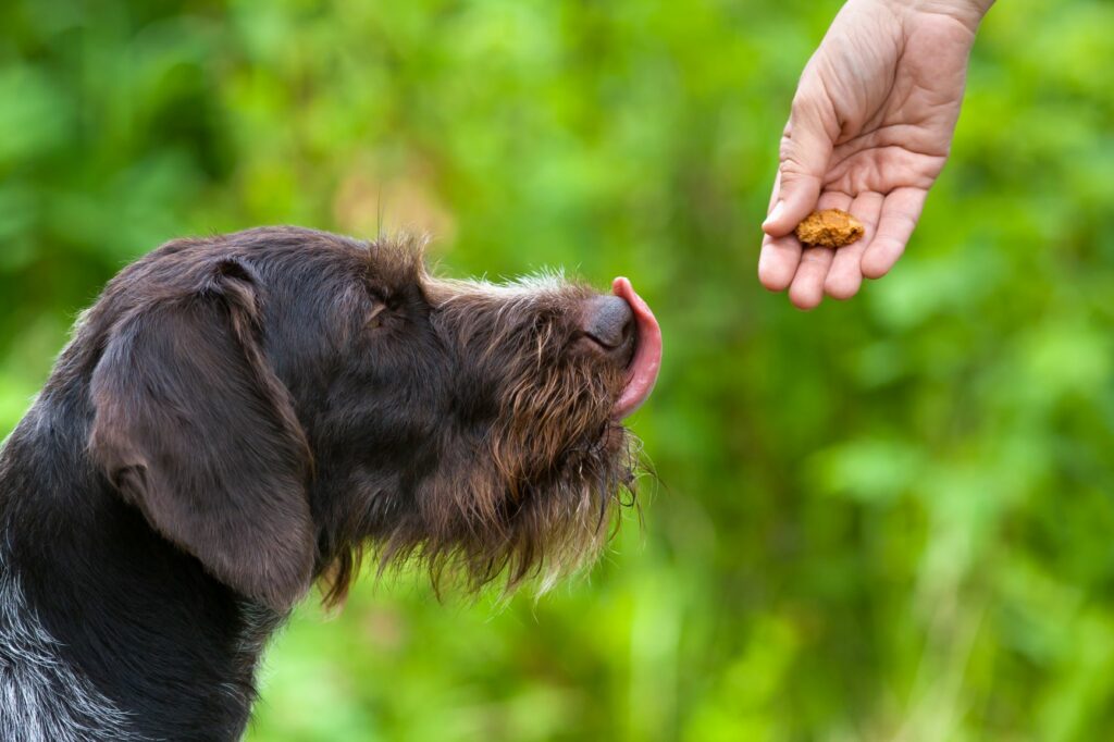 Hund får en godbid Hund venter på lækker godbid