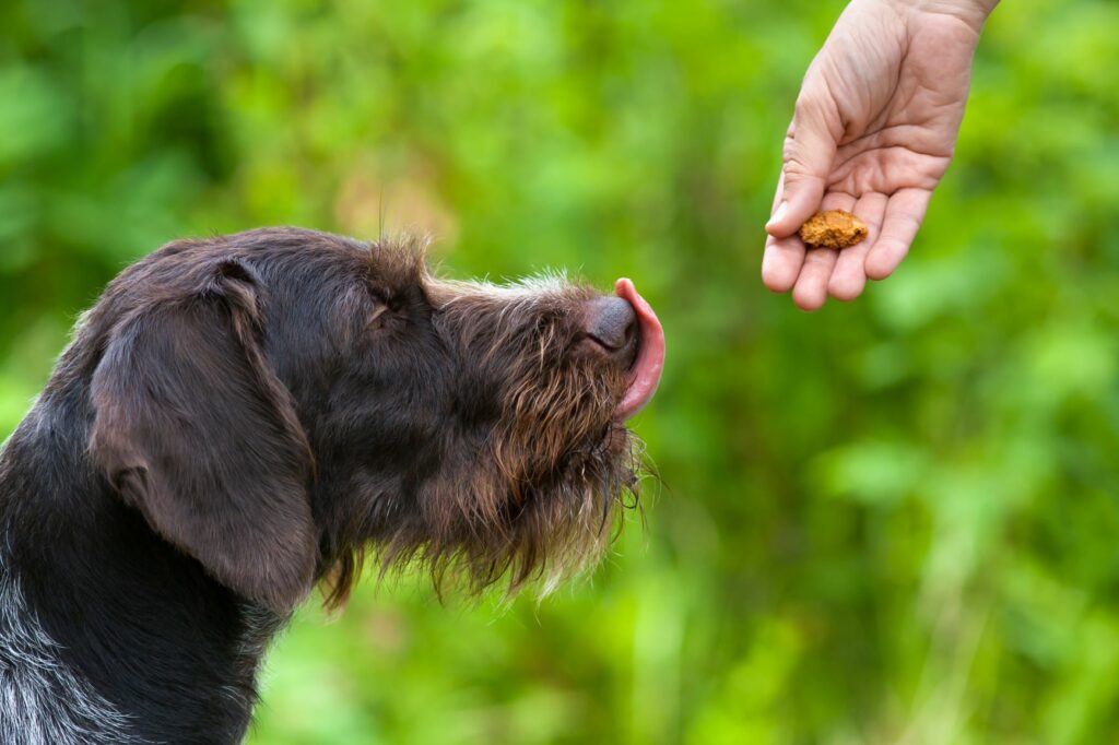 Hund venter på lækker godbid