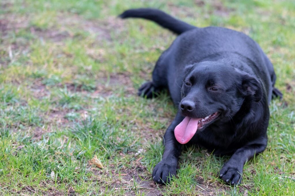 Overvægtig hund ligger ned Overvægtig hund